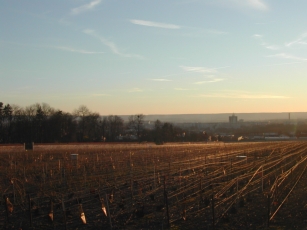 Vigne Pommery en plein coeur de Reims