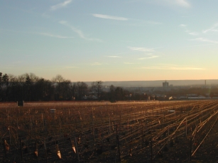 Vigne Pommery en plein coeur de Reims Vigne Pommery en plein coeur de Reims