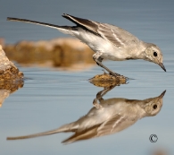 la Vesle et ses oiseaux,  photo : Claude Ruchet, http://www.ruchet.com/