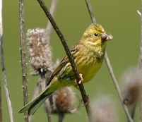 la Vesle et ses oiseaux,  photo : Claude Ruchet, http://www.ruchet.com/