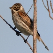 la Vesle et ses oiseaux,  photo : Claude Ruchet, http://www.ruchet.com/