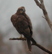 la Vesle et ses oiseaux,  photo : Claude Ruchet, http://www.ruchet.com/