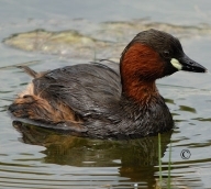 la Vesle et ses oiseaux,  photo : Claude Ruchet, http://www.ruchet.com/