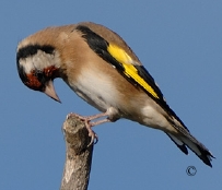 la Vesle et ses oiseaux,  photo : Claude Ruchet, http://www.ruchet.com/