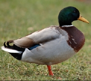 la Vesle et ses oiseaux,  photo : Claude Ruchet, http://www.ruchet.com/