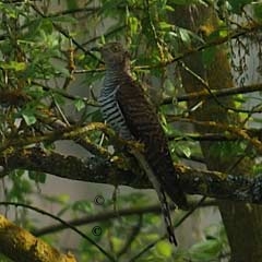 la Vesle et ses oiseaux,  photo : Claude Ruchet, http://www.ruchet.com/