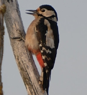 la Vesle et ses oiseaux,  photo : Claude Ruchet, http://www.ruchet.com/