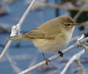 la Vesle et ses oiseaux,  photo : Claude Ruchet, http://www.ruchet.com/