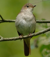 la Vesle et ses oiseaux,  photo : Claude Ruchet, http://www.ruchet.com/