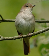 la Vesle et ses oiseaux,  photo : Claude Ruchet, http://www.ruchet.com/