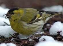 la Vesle et ses oiseaux,  photo : Claude Ruchet, http://www.ruchet.com/