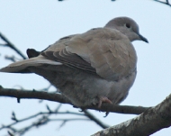 la Vesle et ses oiseaux,  photo : Claude Ruchet, http://www.ruchet.com/